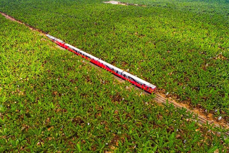 tren-crucero-at-banana-plantations